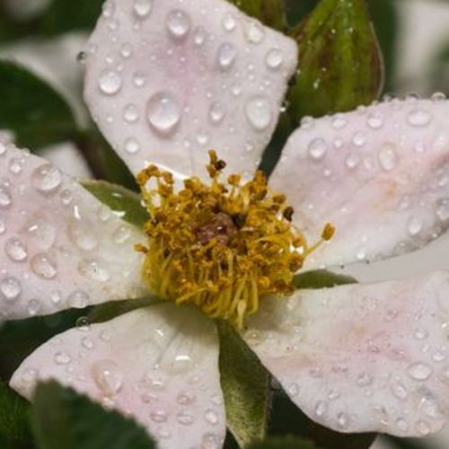 Rosa  Nozomi™ - róża z dyskretnym zapachem - Róże pienne - z drobnymi kwiatami - różowy  - Dr. Tōru Onodera - korona zwisająca - -